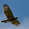 Birdwatching Punta Cana - Birding Tours from Punta Cana to Los Haitises National Park - Image 2
