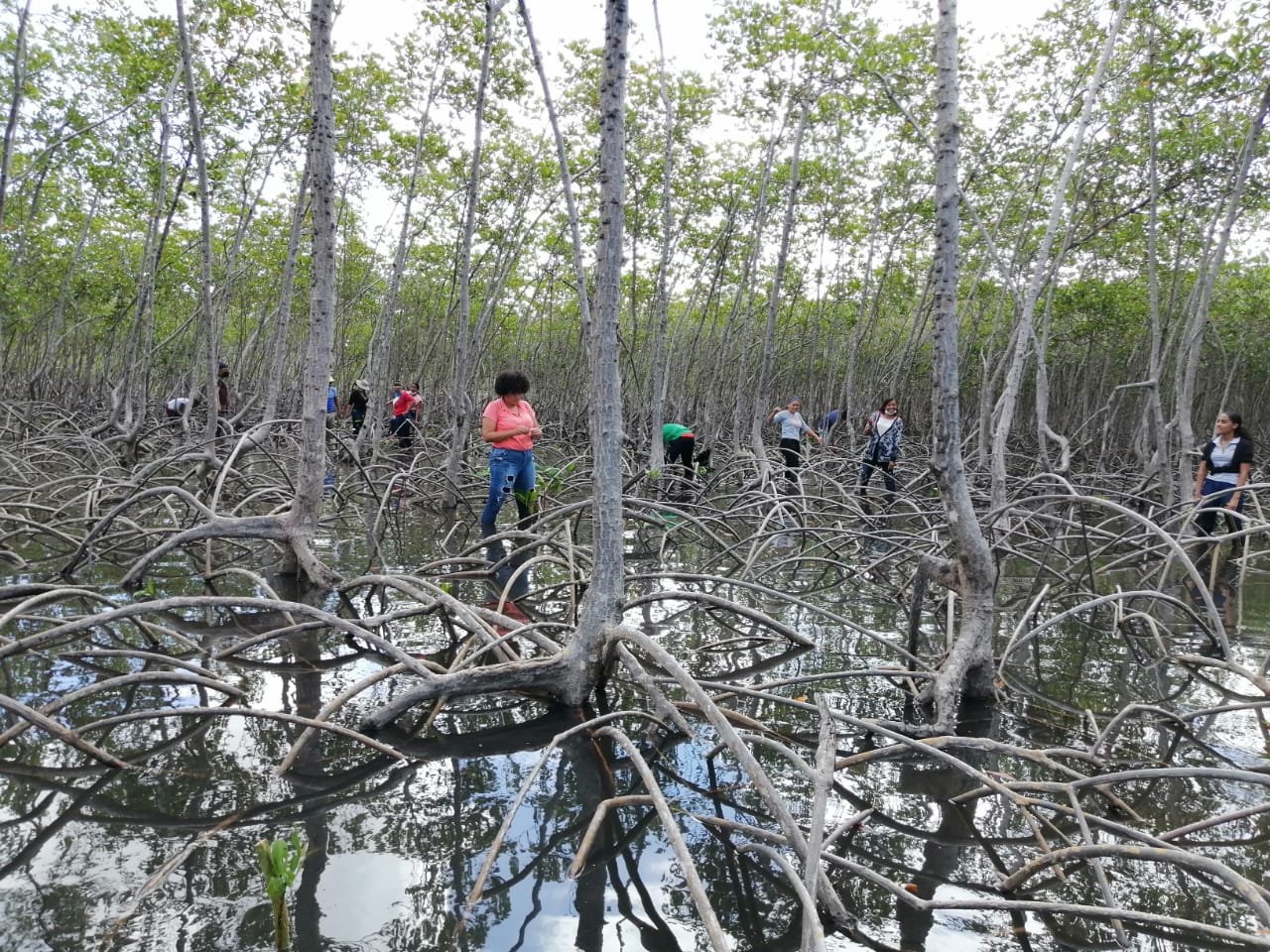 Mangroves Reforestation in Los Haitises With Locals on Kayak – Bild 24