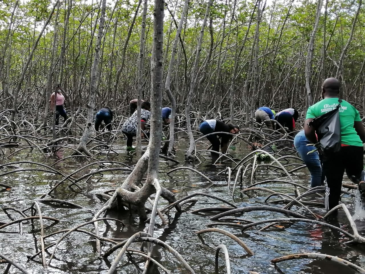 Mangroves Reforestation in Los Haitises With Locals on Kayak – Bild 29