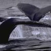 Excursion Whale Watching Samana bay + Cayo Levantado  from Puerto Plata (Private Transportation) - Image 4