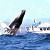 Excursion Whale Watching Samana bay + Cayo Levantado  from Puerto Plata (Private Transportation) - Image 3