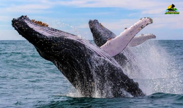 Samana Whales Tour with Bacardi Island and Limon Waterfall