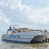 Samana Whales Tour with Bacardi Island and Limon Waterfall - Image 28