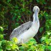 Los Haitises Tour from Santo Domingo, Samana or Sabana de la mar. Full Day Trip. - Image 13