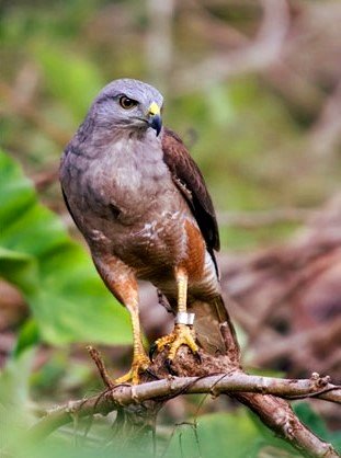 Ridgway's Hawk Tour - Bird watching Los Haitises National Park Excursion