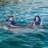 ⁦Puerto Plata: Ocean World Adventure Park Swim with Dolphins⁩ - الصورة ⁦4⁩