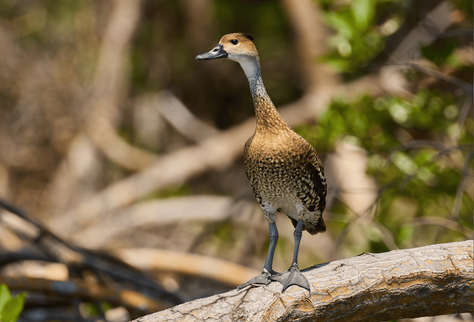 Sabana de la Mar: Private Los Haitises Hike and Kayak - Image 6