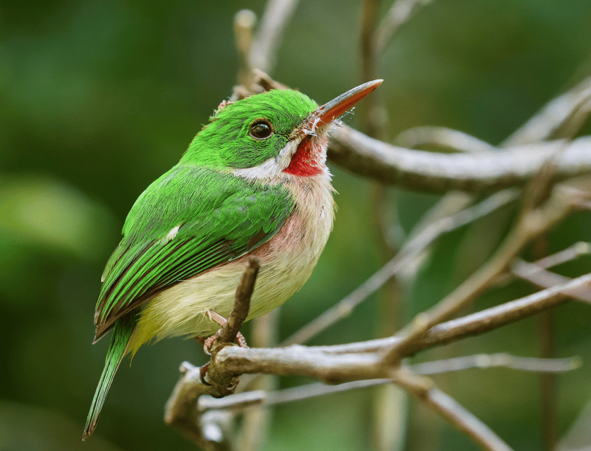 Sabana de la Mar: Private Los Haitises Hike and Kayak - Image 3