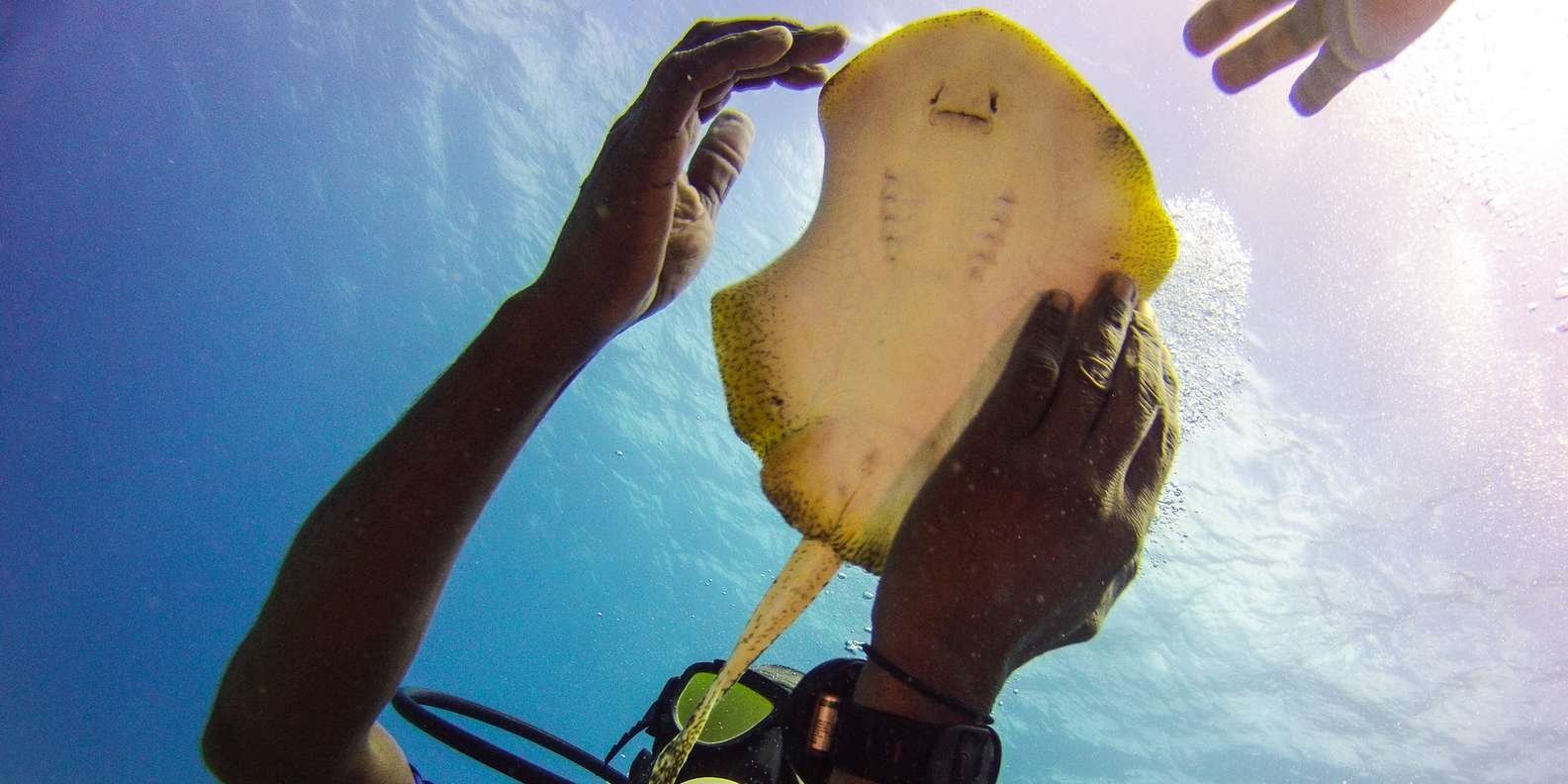 La Romana: Scuba Diving in Catalina Island - Image 14