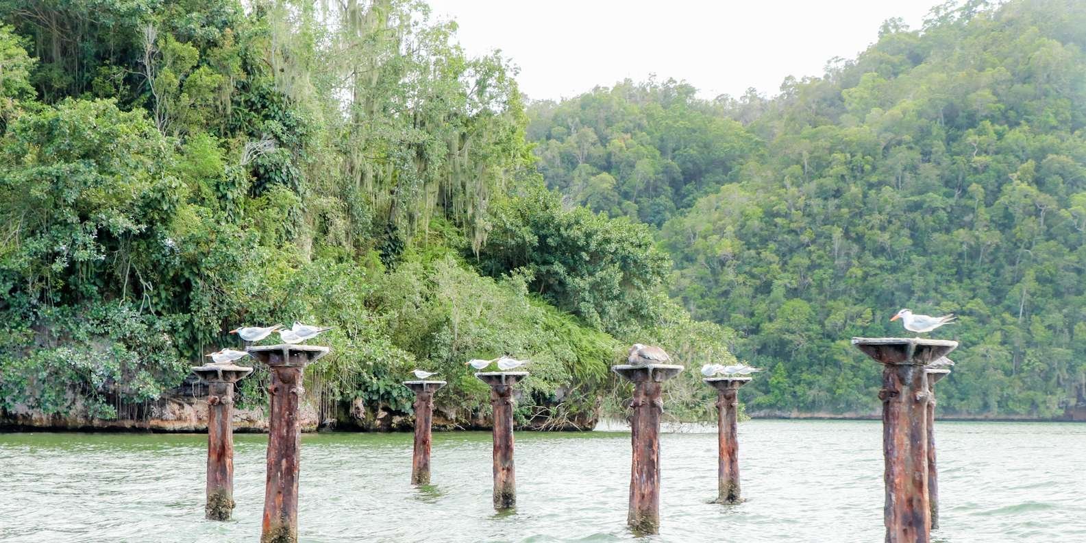 From Punta Cana: Los Haitises and Redonda Mountain Day Trip - Image 4