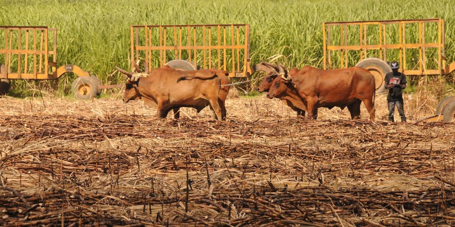 Full day buggy Safari with lunch and Chavon River Tour - Image 3