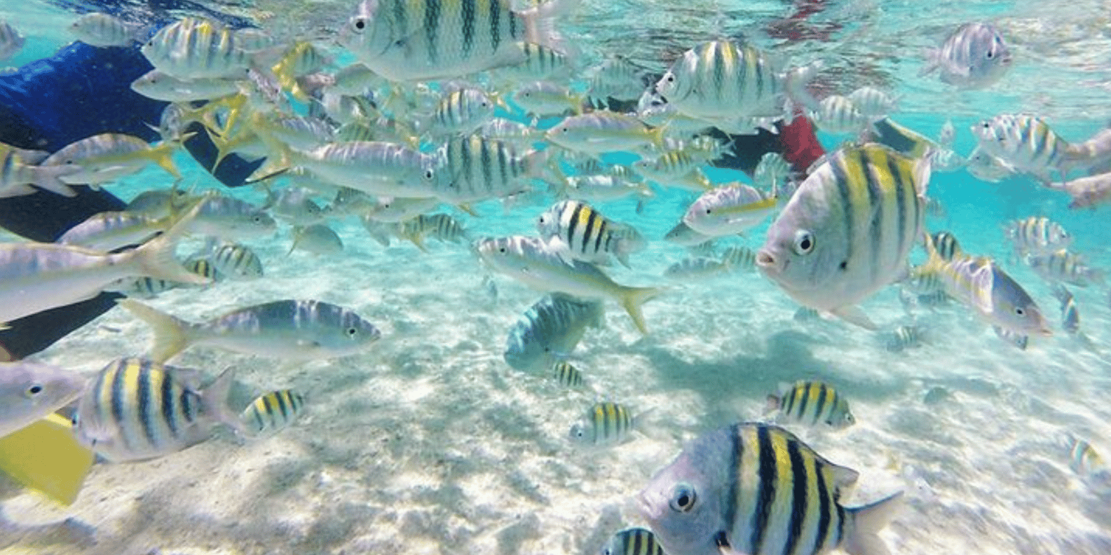 Cayo Arena: Paradise Island Tour Sosua o Cabarete