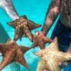 Punta Cana: Saona Island & Catamaran Party (Full Day) – Image 5