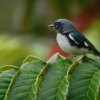 Punta Cana: Bird Watching at Punta Cana Foundation Area - Image 3