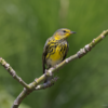 Punta Cana: Bird Watching at Punta Cana Foundation Area - Image 4