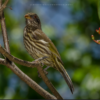Punta Cana: Bird Watching at Punta Cana Foundation Area - Image 6