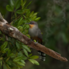 Punta Cana: Bird Watching at Punta Cana Foundation Area - Image 13