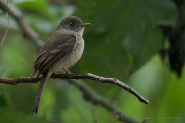 Punta Cana: Bird Watching at Punta Cana Foundation Area