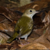 Punta Cana: Bird Watching at Punta Cana Foundation Area - Image 7