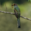Birding: 4 Days of Bird Watching Dominican Republic - Image 2