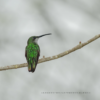 Punta Cana: Bird Watching at Punta Cana Foundation Area - Image 8