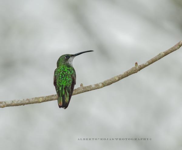 Birding: 4 Days of Bird Watching Dominican Republic