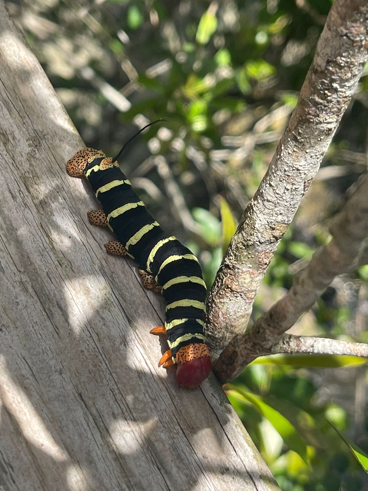 Sabana de la Mar: Private Los Haitises Hike and Kayak - Image 15