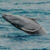 ⁦Whale Watching and Cayo Levantado Tour: A Perfect Tropical Getaway⁩ – תמונה ⁦21⁩