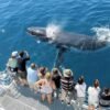 Samaná Whale Watching & Cayo Levantado (Bacardi Island) From Cap Cana - Image 16